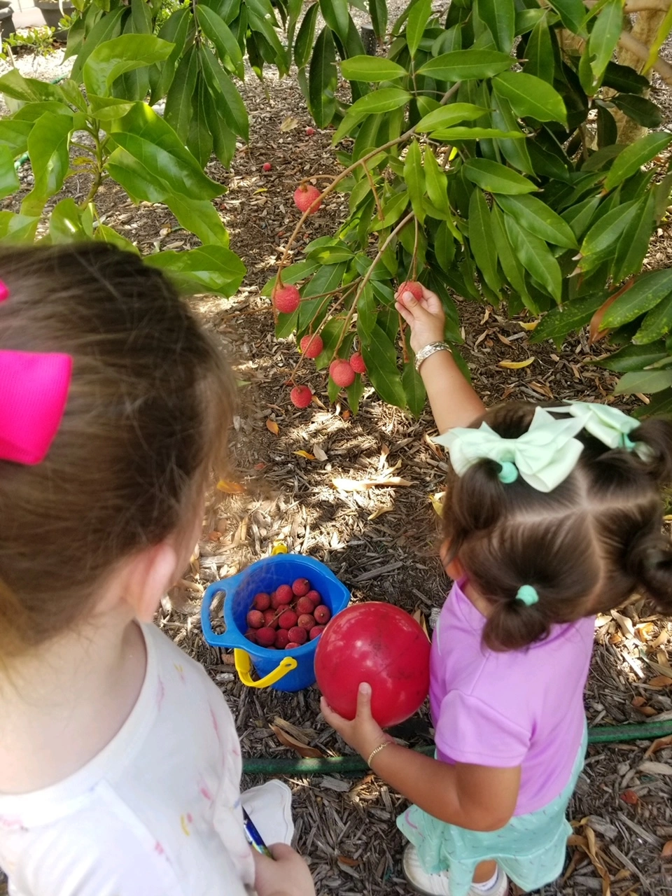 Child picking strawberry