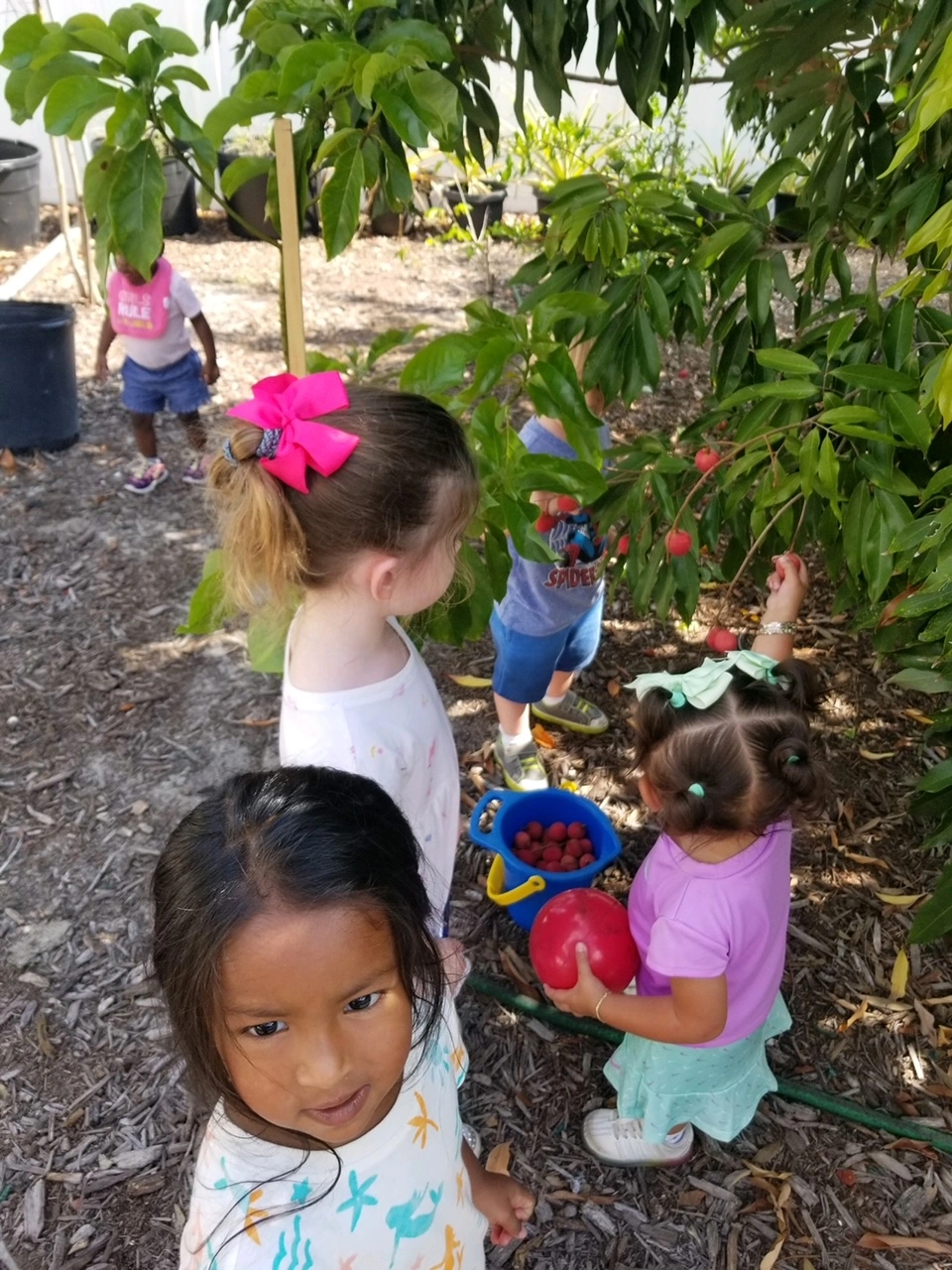 Many children picking strawberries