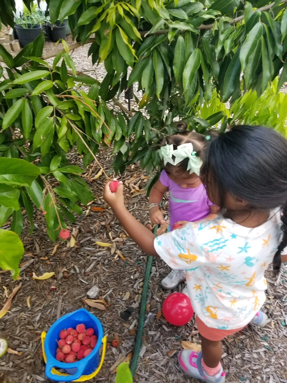 Two children picking strawberries off branch.