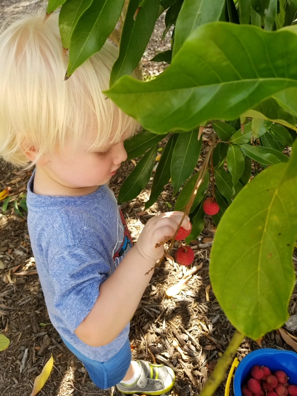 Young boy picking strawberries off branch