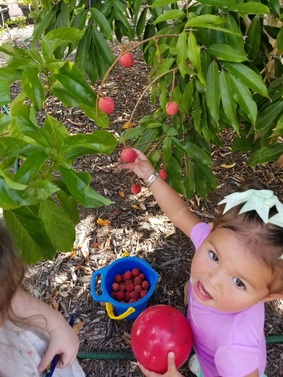 Young girl picking strawberries